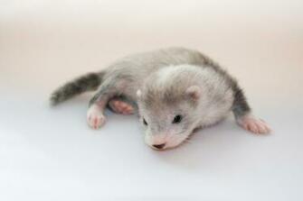 Cute Ferret Pictures HD Desktop Wallpaper