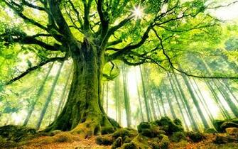 Beautiful Strange Tree HD Wallpaper
