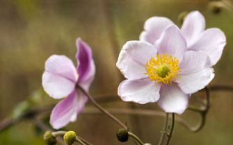 Wallpaper Anemone Petals Flowers Macro 4k Ultra
