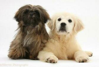 Shih Tzu HD Wallpaper