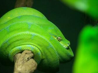 Green Tree Python Wallpaper Locality