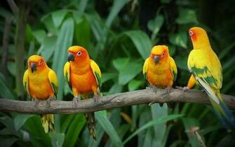 Wallpaper Love Birds Desktop