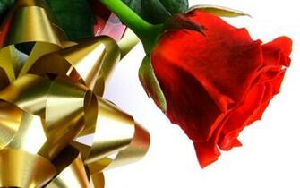 Beautiful Red Love Rose Wallpaper HD