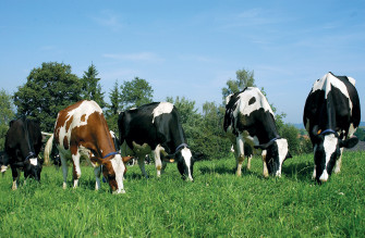 Farm Animals Wallpaper