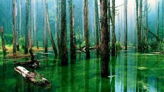 Amazon Rainforest Wallpaper