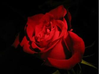 Red Rose Black Background