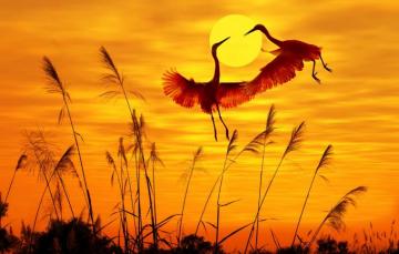 Wallpaper Birds Sunlight Sunset Sky