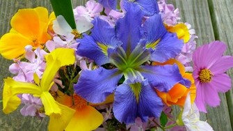 Spring Flowers Widescreen
