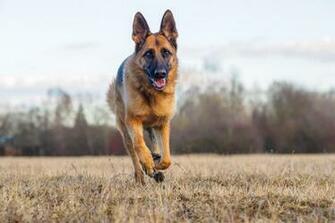 German Shepherd Wallpaper For Desktop Epbdaets
