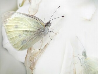 Funny Image Collection Image For White Butterfly Wallpaper