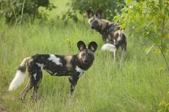 African Wild Dog Wallpaper Background