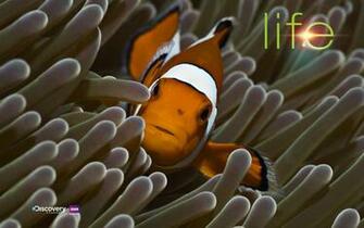 HD Discovery Channel Wallpaper Full Pictures