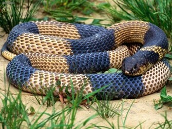 Snakes Wllpapers Cobra HD