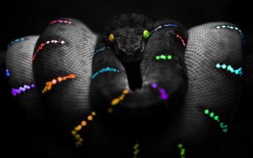Rainbow Snake Computer Wallpaper Desktop
