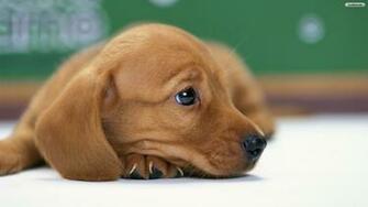Dachshund Puppy Wallpaper MixHD
