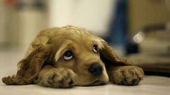 Cocker Spaniel Pets Animal HD Desktop Wallpaper