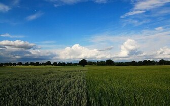 Two Pretty Green Fields Wallpaper Stock