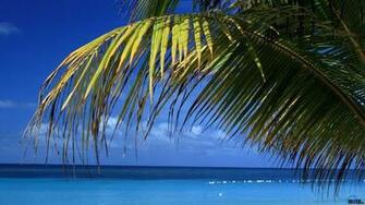 Wallpaper Palm Tree X Widescreen Desktop