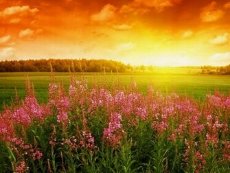 Spring Flowers Desktop Pc And Mac Wallpaper