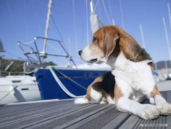 Beagle Wallpaper Dogs