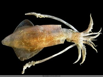 Squid HD Wallpaper General