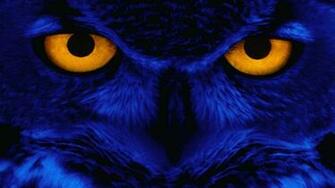 Halloween Horror Cat Windows Wallpaper
