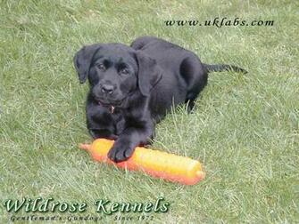 Wildrose Kennels Montly Retriever Wallpaper