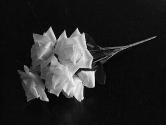 White Roses