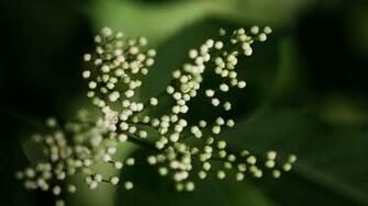 Desktop Wallpaper Gallery HD Notebook Netbook Spring
