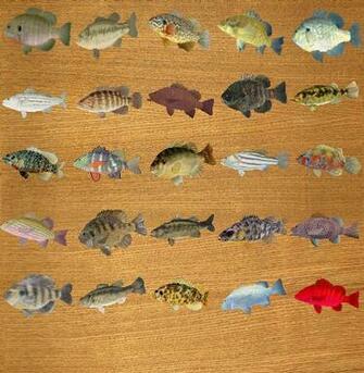 Largemouth Bass Black Crappie White Rock Etc