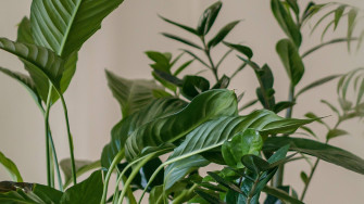 Top Minimalist Plant Wallpaper Full HD 4k To Use