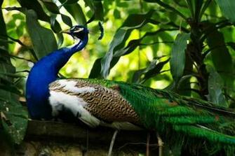 Congo Peafowl Pictures HD Wallpaper Pics