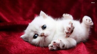 Cute White Cat Wallpaper Super Kitty Cats