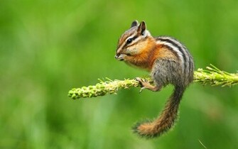 Wallpaper Animals Chipmunk