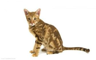 Ocicat Pink Nose Brown Hair Green Eyes Cat HD Widescreen