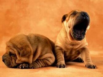 Very Cute Puppy Wallpaper Tech Tips