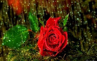 Rain Nature Wallpaper HD