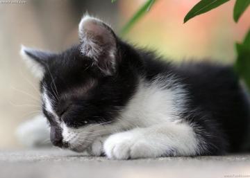 Cute Black White Cat Sleeping On The Ground
