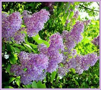 Lilacs