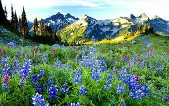 Wallpaper Spring Landscape HD Background Desktop