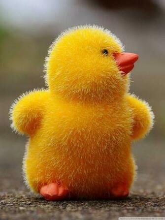 Easter Baby Chicks 4k HD Desktop Wallpaper For Ultra Tv