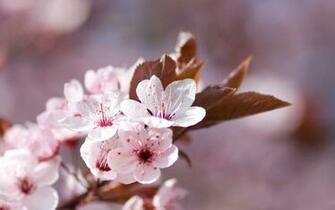April Background By Dorinaoo
