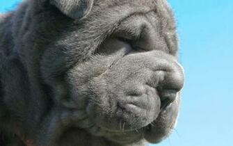 Mastiff HD Wallpaper Dogs