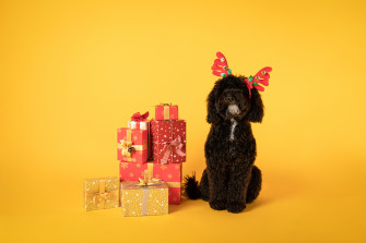 Poodle HD Wallpaper And Background