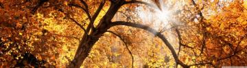 Creek Autumn Ultra HD Desktop Background Wallpaper For 4k UHD Tv