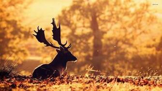 Best Stag Wallpaper
