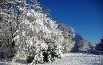 Snowy Trees Field Blue Sky Wallpaper