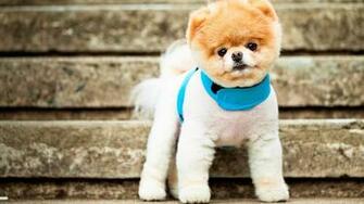 Pomeranian Puppy Wallpaper Animal