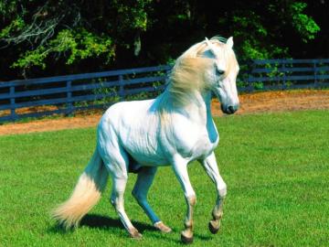 Beautiful Horses Wallpaper White Horse