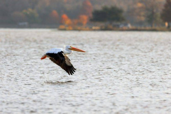 Nature Pelicans Wallpaper HD